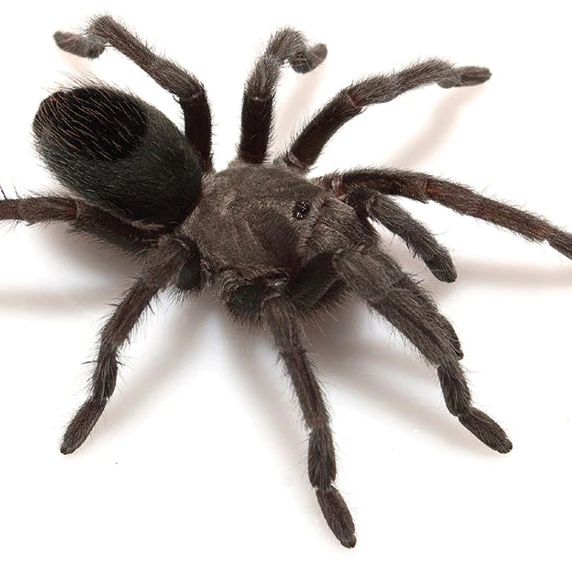 What's New? Tarantulas