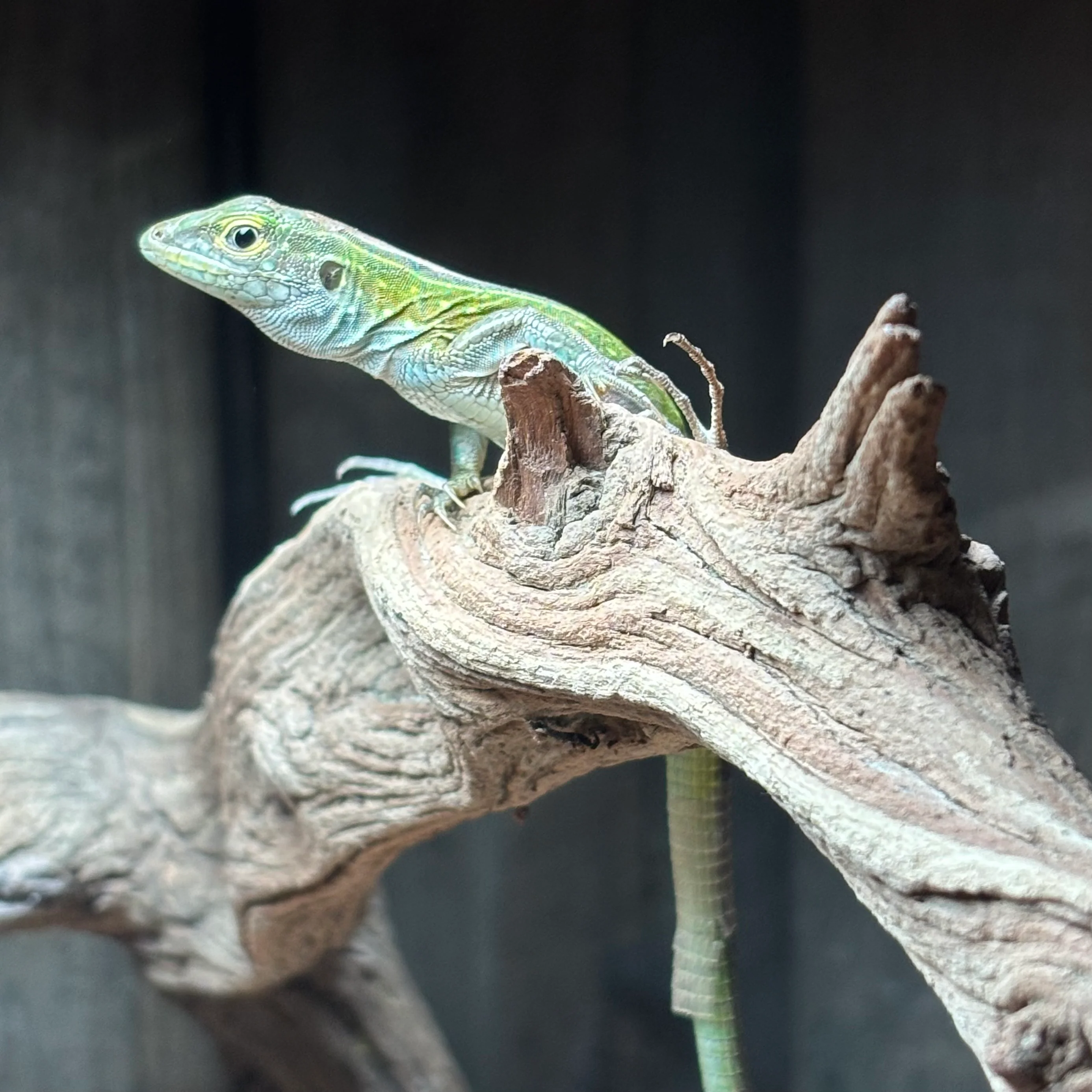 What's New? Reptiles